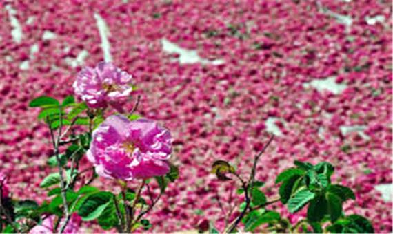 تولید گل محمدی در شهرستان میانه 40 تن افزایش یافت