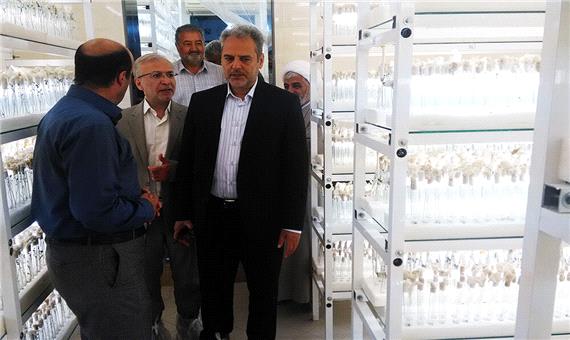 مرکز تحقیقات سیب زمینی کشور در اردبیل راه اندازی می شود