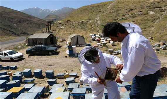 توسعه تولید ژله رویال و تکثیر ملکه زنبور عسل در استان اردبیل