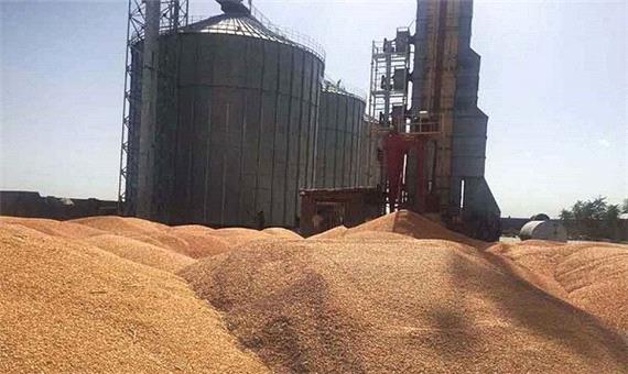 امسال 600 هزارتن گندم از زارعان آذربایجان غربی خریداری می شود