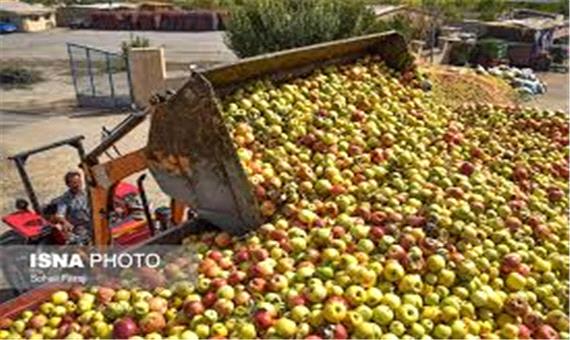 فاسد شدن 40 هزار تن سیب در سردخانه های آذربایجان غربی