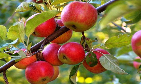 پیش بینی تولید 200 هزار تن سیب تابستانه در باغات آذربایجان غربی