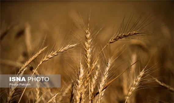 85 مرکز گندم مازاد بر نیاز کشاورزان استان را خریداری می‌کنند