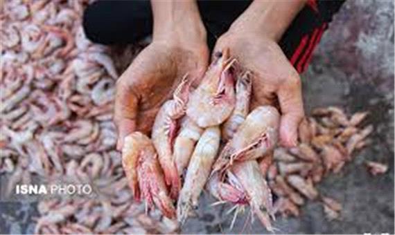 تولید 7میلیون قطعه انواع کپور ماهیان در آذربایجان غربی