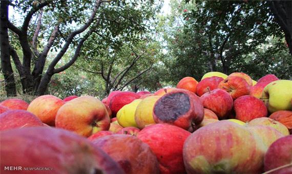 100 هزارتن سیب صادراتی آذربایجان غربی ضایع شد