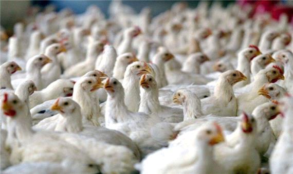شیوع بیماری‌های طیور عامل افزایش قیمت مرغ است