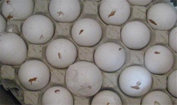 معدوم‌سازی 8.5 تن تخم مرغ فاسد در آذرشهر