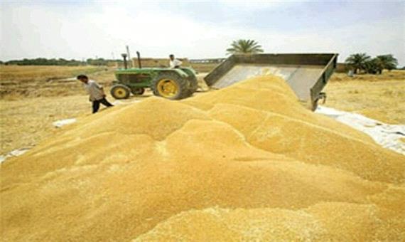 334 هزار تن گندم در آذربایجان غربی از زارعان خریداری شد