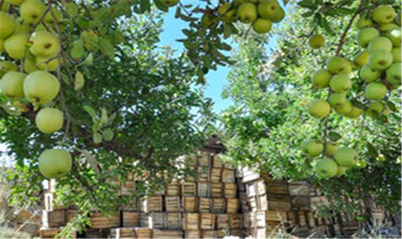 پیش بینی برداشت بیش از یک میلیون تن سیب از باغات آذربایجان غربی