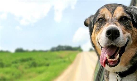 واکسیناسیون بیش از 5 هزار قلاده سگ صاحبدار علیه بیماری هاری در آذربایجان غربی