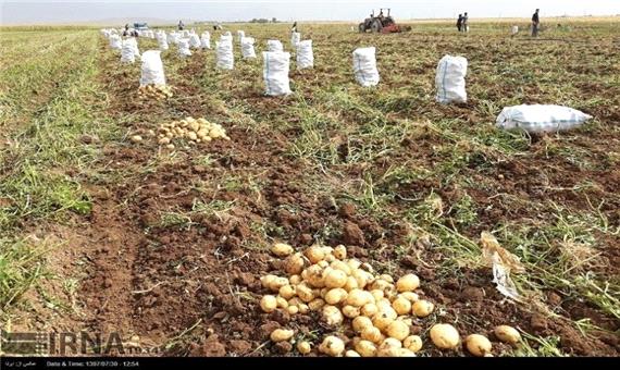 تولید سیب زمینی استان اردبیل به 775 هزار تن می‌رسد