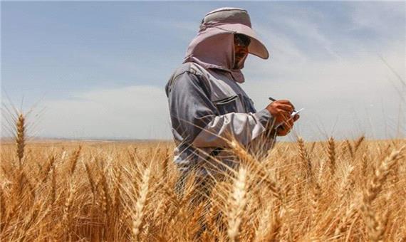 82 درصد وجوه گندم خریداری شده در آذربایجان‌شرقی پرداخت شد
