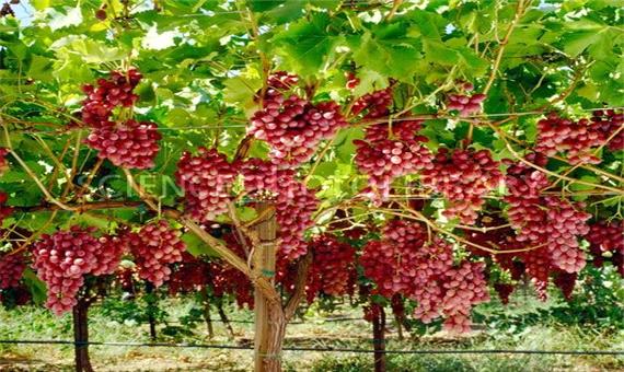 پیش بینی تولید بیش از 200  هزار تن انگور در آذربایجان غربی