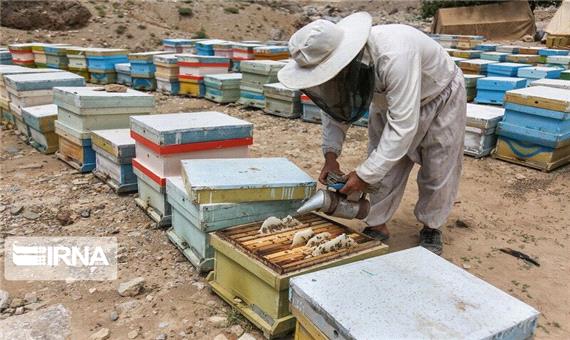 انتقال فناوری بهترین راهکار توسعه اشتغال مبتنی بر تولید عسل در آذربایجان‌غربی است