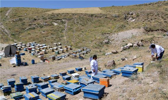 6 هزار تن عسل در استان اردبیل تولید شد