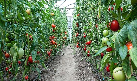 10 هزار تُن محصولات کشاورزی گواهی شده در اصفهان برداشت می‌شود