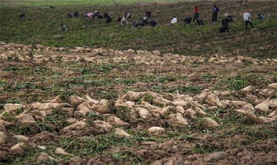 پیش بینی برداشت بیش از یک میلیون تن چغندر قند در آذربایجان غربی