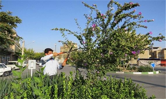 هرس و بازپیرایی درختچه ها و درختان زینتی سطح شهرارومیه در حال اجرا است - پرتال شهرداری ارومیه