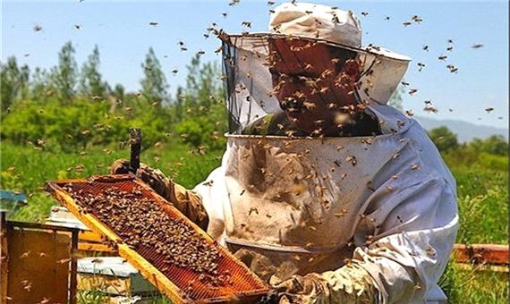 آذربایجان شرقی دومین تولیدکننده عسل در کشور است
