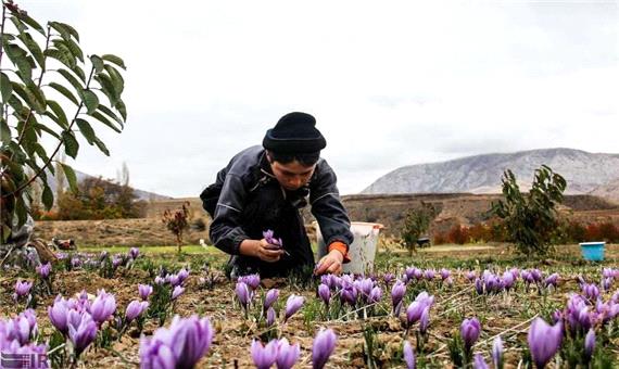 کشت گیاهان کم‌آب‌بر اولویتی برای احیای دریاچه ارومیه
