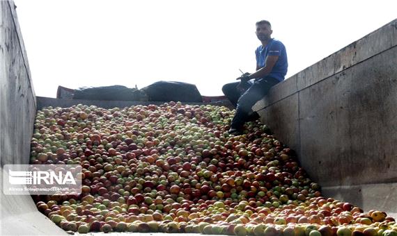 نرخ خرید حمایتی سیب صنعتی 800 تومان اعلام شد