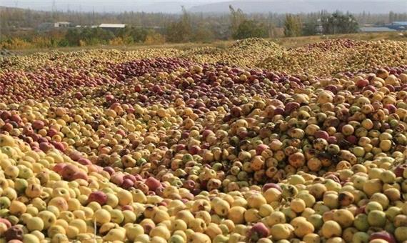 350 هزار تن سیب صنعتی آذربایجان غربی در صنایع تبدیلی مصرف می شود