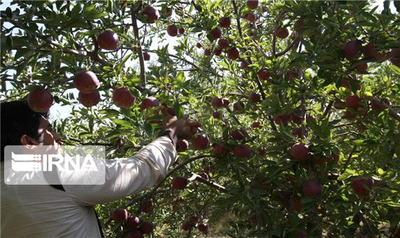 خرید سیب تولیدی باغداران کشور از هفته آینده شروع می‌شود