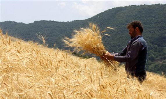 حداقل قیمت گندم سال زراعی جدید 2550 تومان است