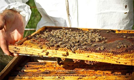 افزایش 100 درصدی تولید عسل از زنبورستانهای بوکان طی سال جاری