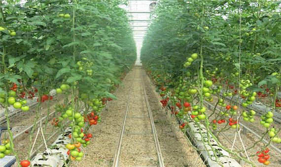 پیش بینی صادرات 21 هزار تن محصول از بزرگترین مجتمع گلخانه‌ای خاور میانه
