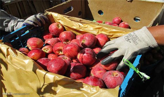 موانع صادرات سیب در آذربایجان غربی برداشته شود