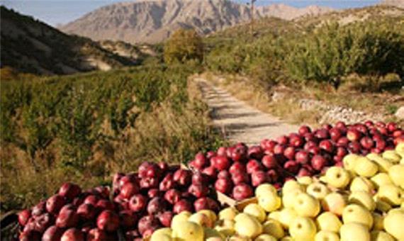 انباشت سیب صنعتی در کنار جاده های آذربایجان غربی ممنوع شد