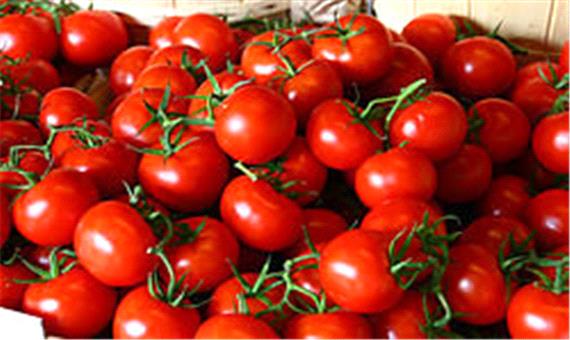 گوجه فرنگی در ارومیه ارزان می شود