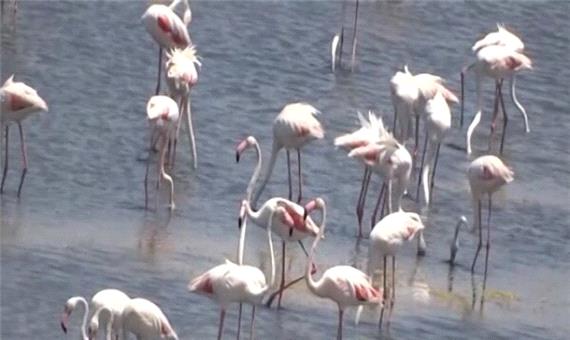 دریاچه ارومیه میزبان بیش از 55 هزار قطعه فلامینگو شد
