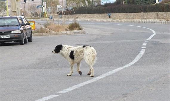 سگ ولگرد 5 نفر را در تبریز راهی بیمارستان کرد