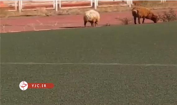 پرورش گوسفند در ورزشگاه «علی دایی» سرعین!