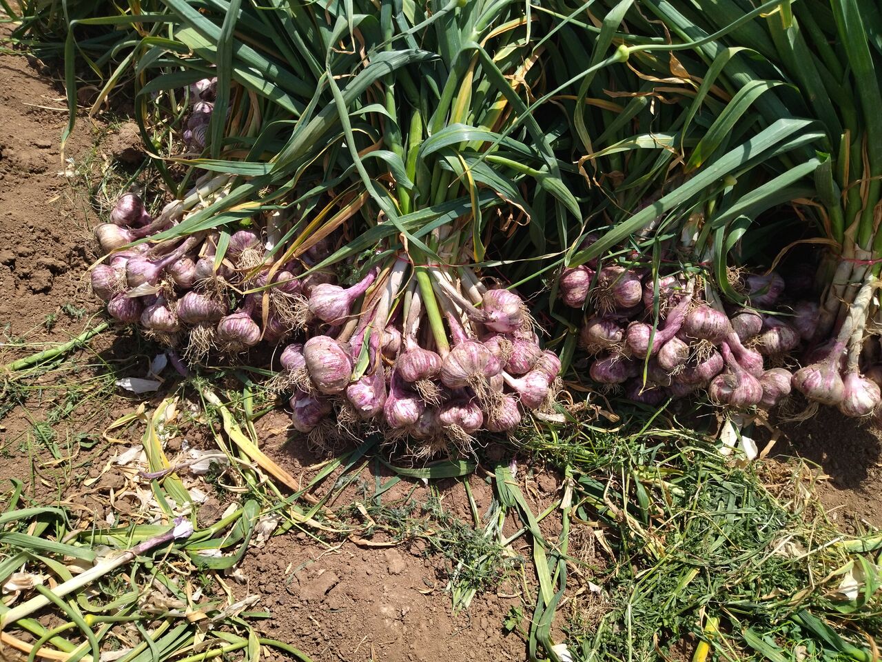 سیر ، محصولی راهبردی اما مغفول در آذربایجان‌غربی